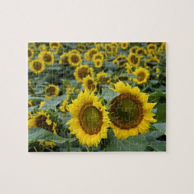Field of Sunflowers - 8x10 inch Jigsaw Puzzle (Horizontal)
