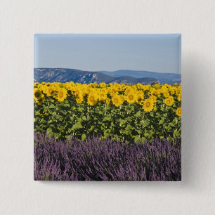 Field of sunflowers and lavender flowers, 15 cm square badge