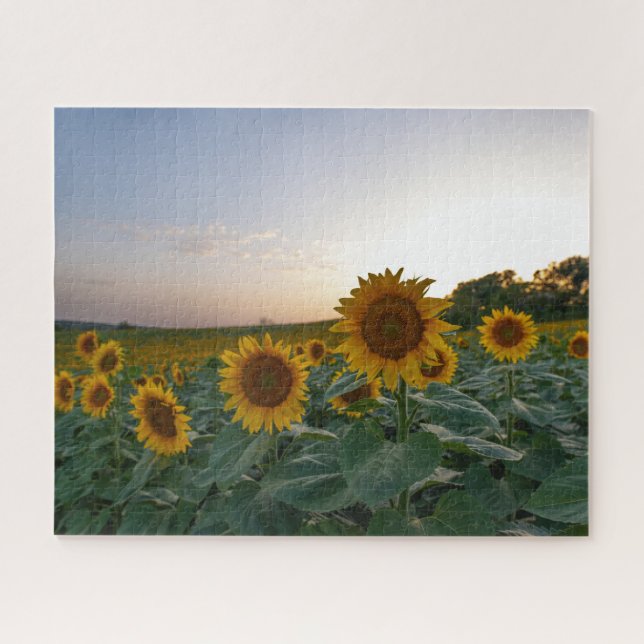 Field of sunflowers at dusk jigsaw puzzle (Horizontal)