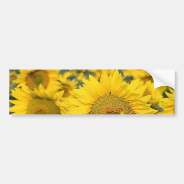 Field of Sunflowers Bumper Sticker (Front)