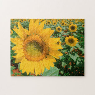 Field Of Sunflowers. Heidleberg District Jigsaw Puzzle