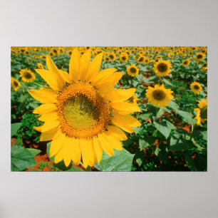 Field Of Sunflowers. Heidleberg District Poster