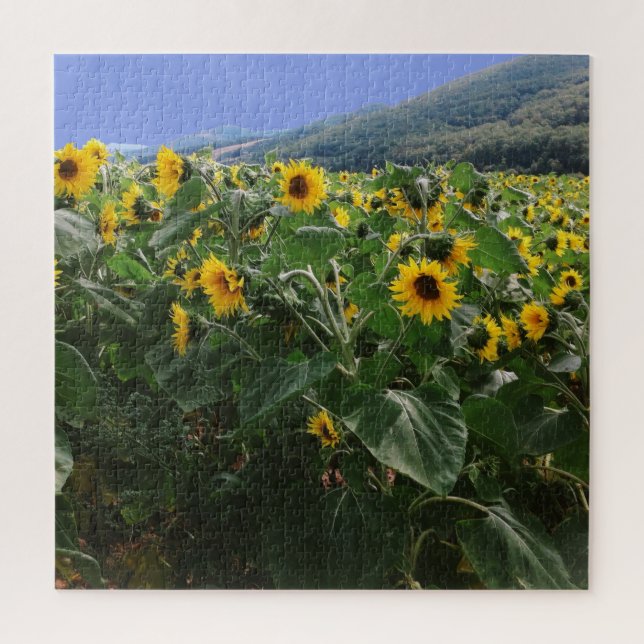 Field of Sunflowers In South of France Jigsaw Puzzle (Vertical)