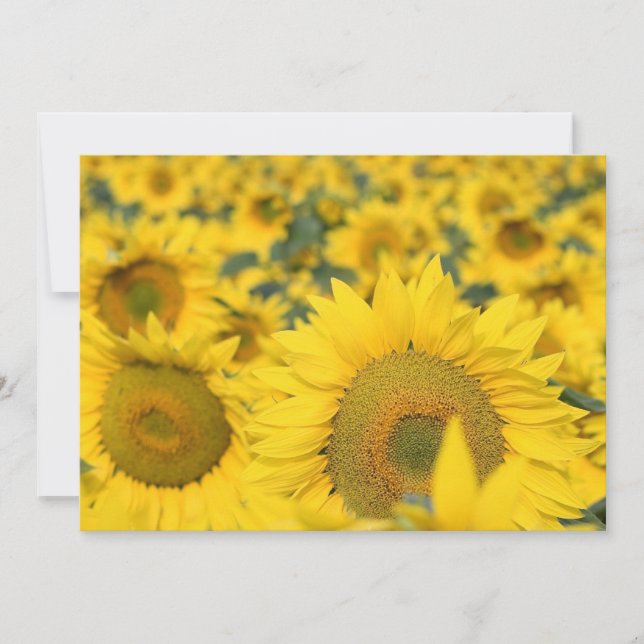 Field of Sunflowers Invitation (Front)