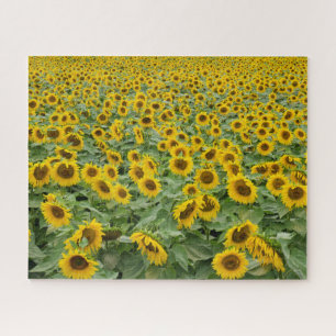 Field of sunflowers jigsaw puzzle