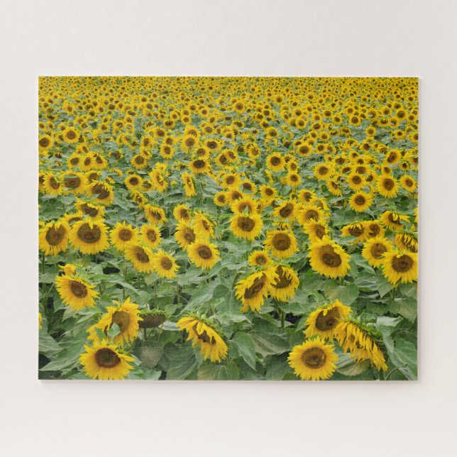 Field of sunflowers jigsaw puzzle (Horizontal)