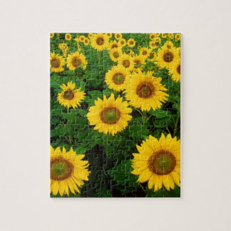 Field Of Sunflowers Jigsaw Puzzle