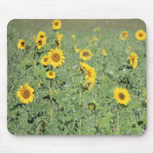 Field of Sunflowers Mouse Pad