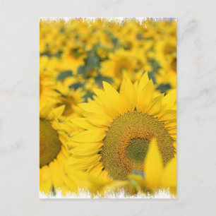 Field of Sunflowers Postcard