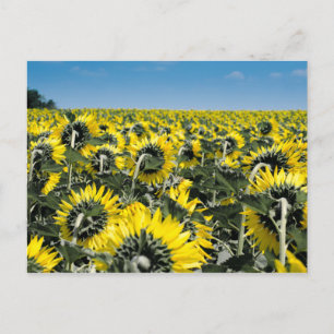Field of Sunflowers Postcard