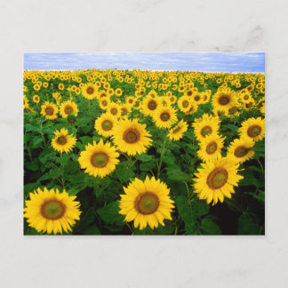 Field of Sunflowers Postcard