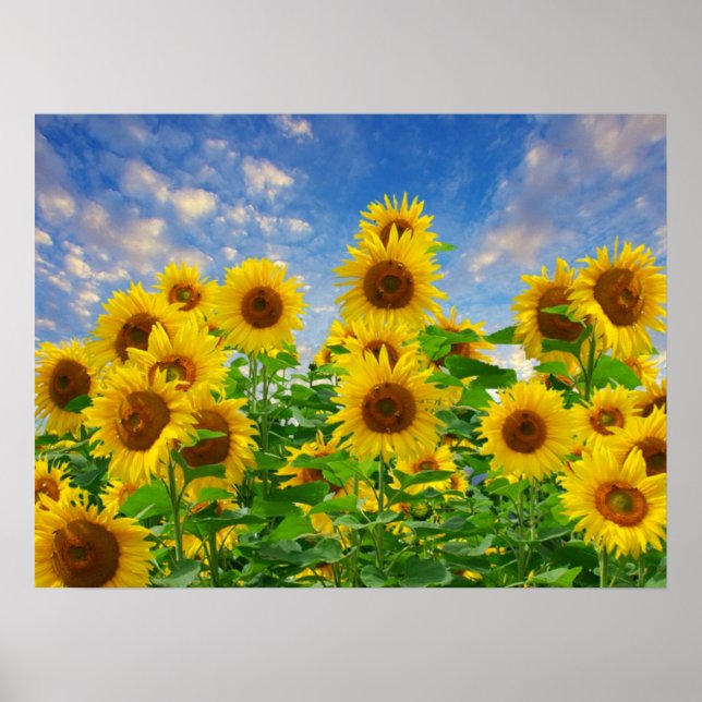 Field of Sunflowers Poster (Front)