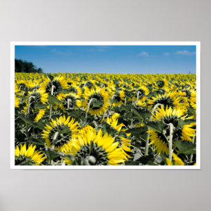 Field of Sunflowers Poster