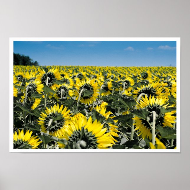 Field of Sunflowers Poster (Front)