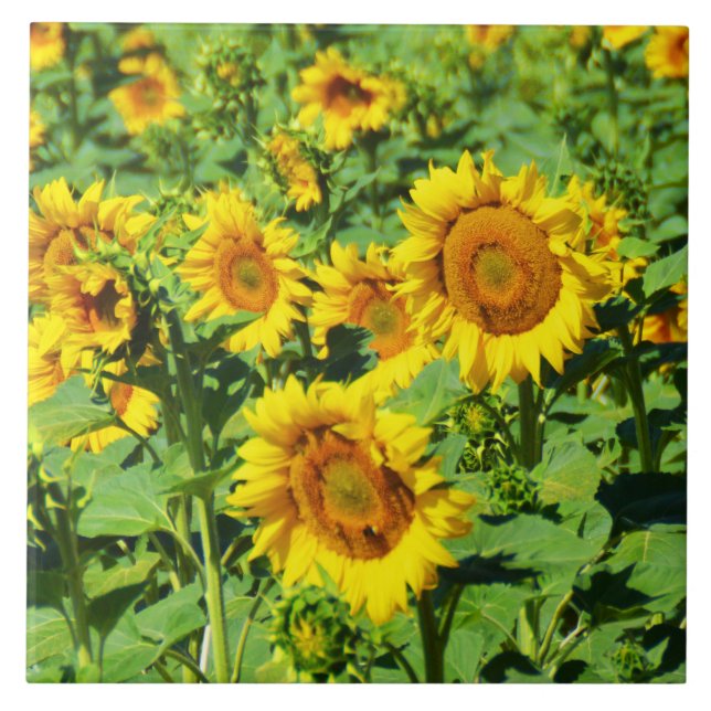 Field of sunflowers tile (Front)