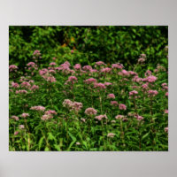 Field Of Sweet Joe Pye Weed Flowers Orton Art
