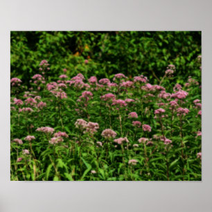 Field Of Sweet Joe Pye Weed Flowers Orton Art Poster
