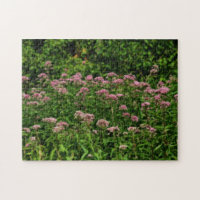 Field Of Sweet Joe Pye Weed Flowers Orton