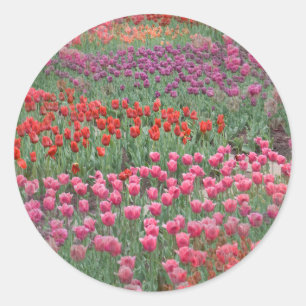 Field Of Tulips Classic Round Sticker