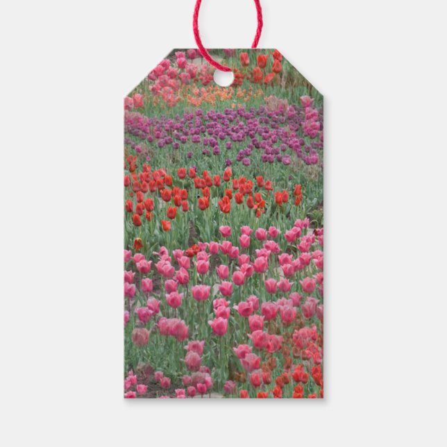 Field Of Tulips Gift Tags (Front)