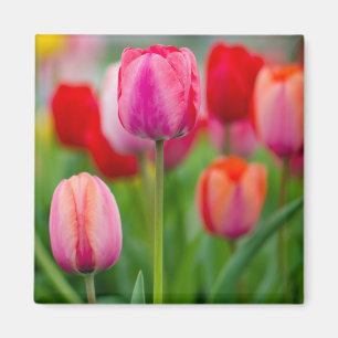 Field of tulips magnet