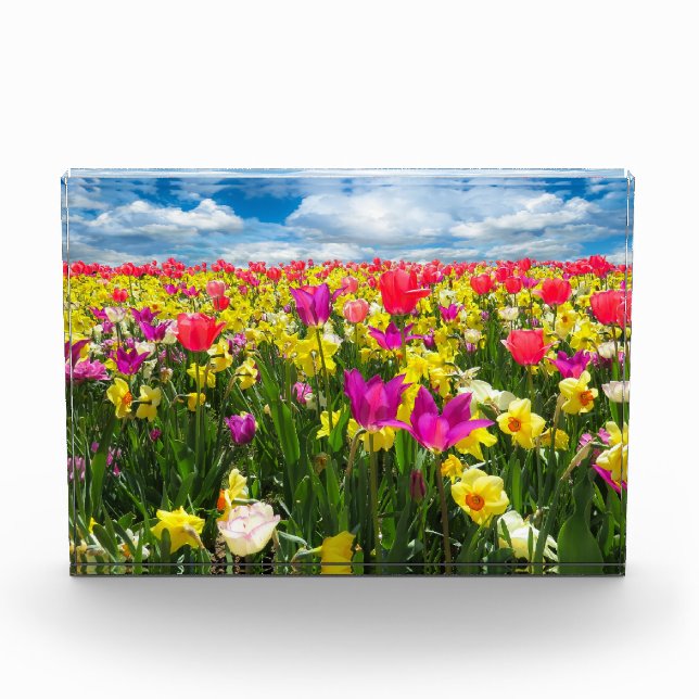 Field of Tulips Photo Block (Front)