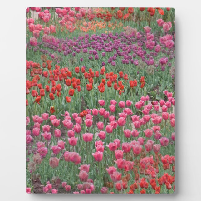 Field Of Tulips Plaque (Front)