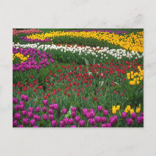 Field of Tulips Postcard