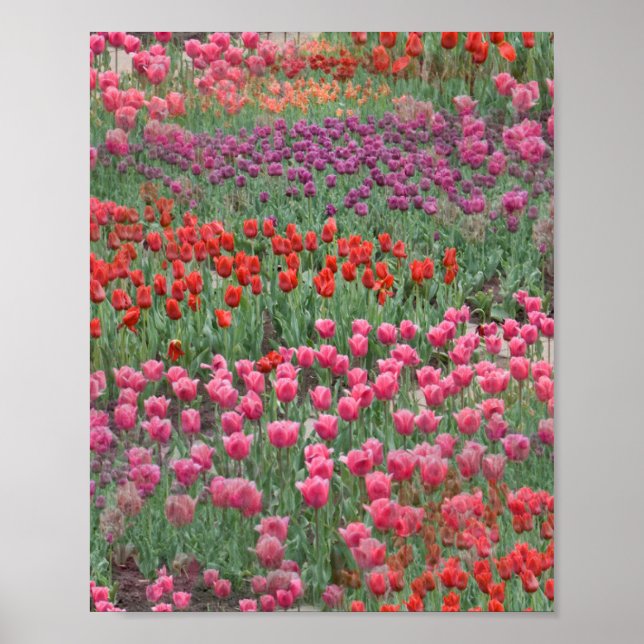 Field Of Tulips Poster (Front)