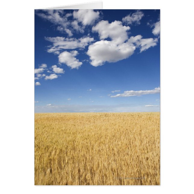 Field of wheat (Front)