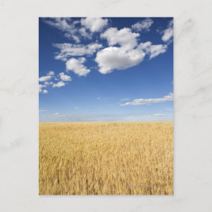 Field of wheat postcard