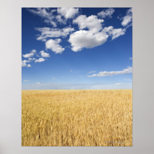 Field of wheat poster