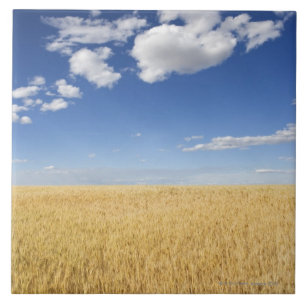 Field of wheat tile
