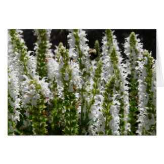 Field of White Lavender Flowers
