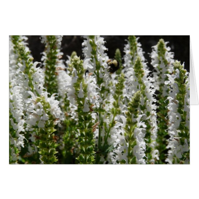 Field of White Lavender Flowers (Front Horizontal)