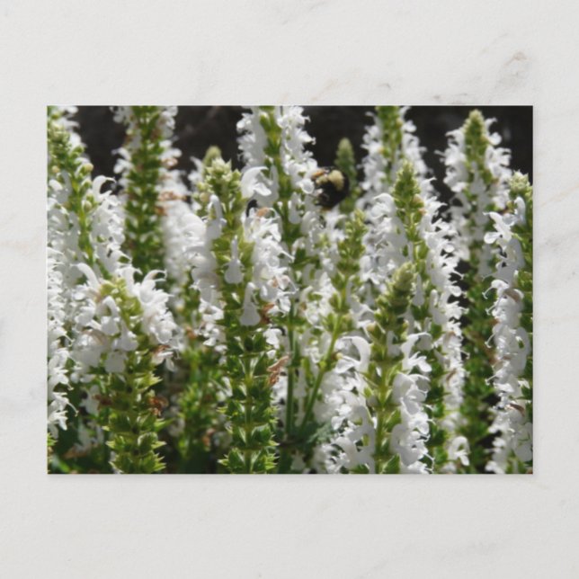 Field of White Lavender Flowers Postcard (Front)