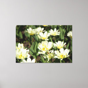 Field of white tulips Photo Canvas Print