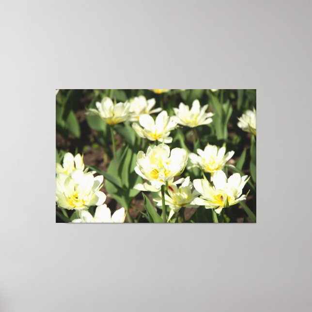 Field of white tulips Photo Canvas Print (Front)