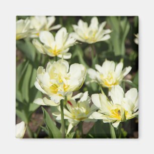 Field of white tulips Photo Magnet
