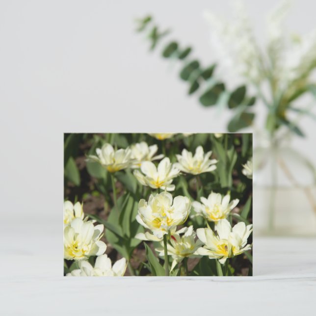 Field of white tulips Photo Postcard (Standing Front)