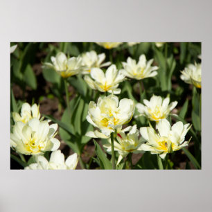 Field of white tulips Photo Poster