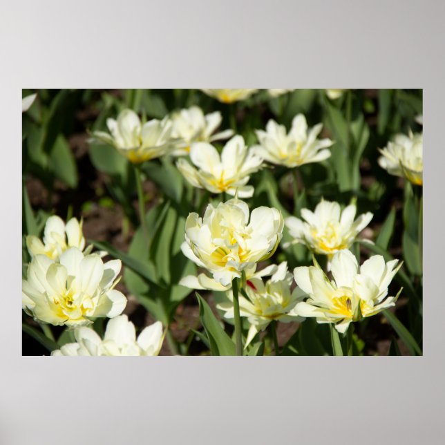 Field of white tulips Photo Poster (Front)
