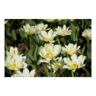Field of white tulips Photo Poster