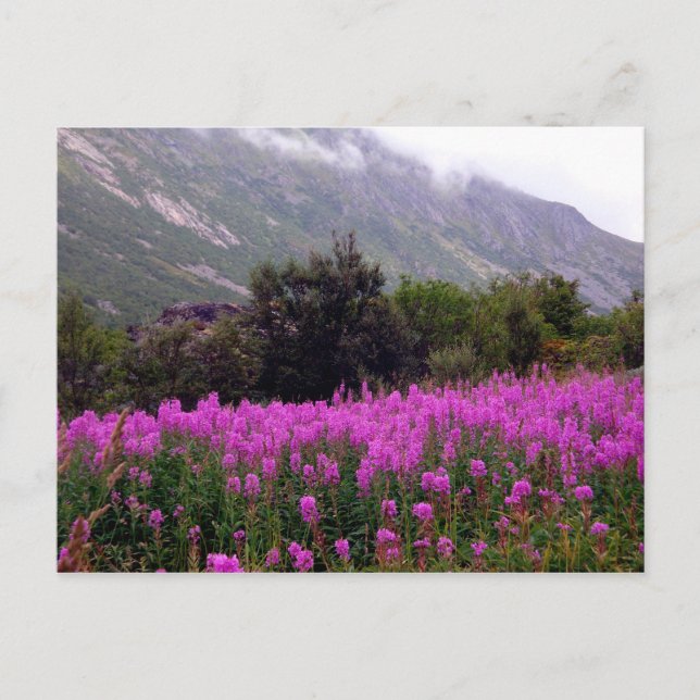 Field of wild flowers near Bodo, Norway Postcard (Front)