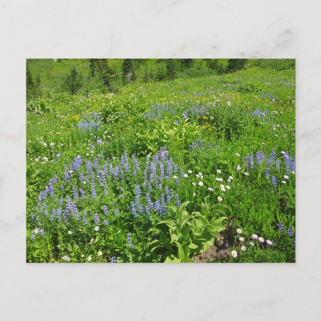 Field of Wildflowers at Mount Rainier Postcard (Front)