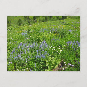 Field of Wildflowers at Mount Rainier Postcard