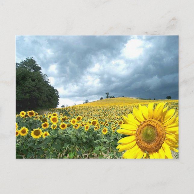 Field of yellow postcard (Front)