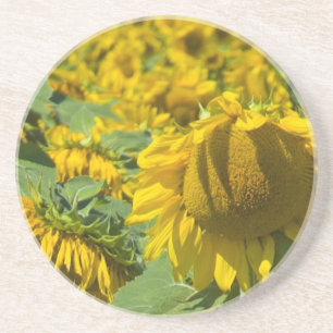 Field of Yellow Sunflowers Coaster
