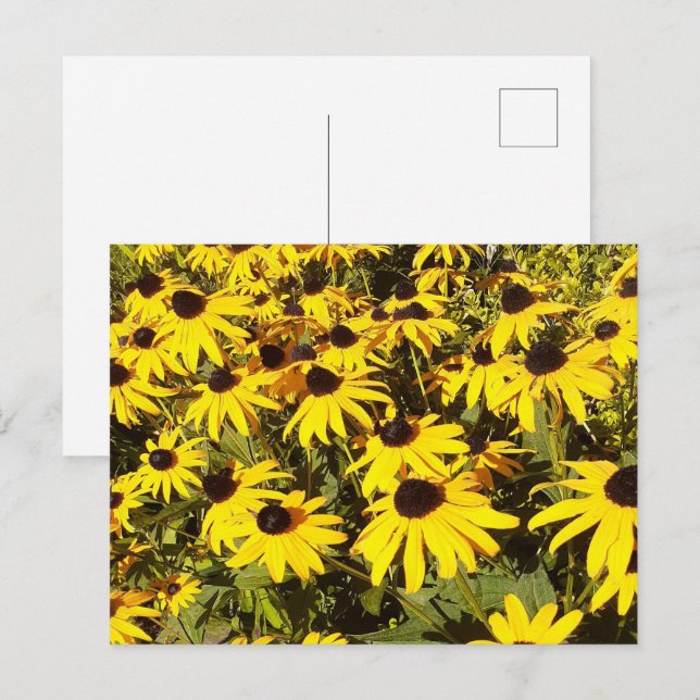 Field of Yellow Wildflowers Postcard (Front/Back)