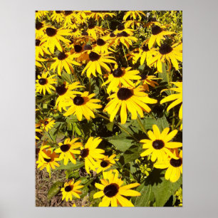 Field of Yellow Wildflowers  Poster